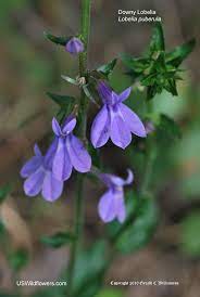 Downy Lobelia Lobelia Puberula Wild Flowers Downy Travel And Leisure