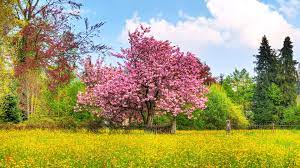 Right here are 10 top and most recent spring scenery wallpaper widescreen for desktop with full hd 1080p (1920 × 1080). Spring Scenery Wallpaper 1080p Choose From A Curated Selection Of Spring Wallpapers For Your Mobile And Desktop Screens Jaden S Gallery
