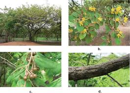 Image result for Grewia monticola