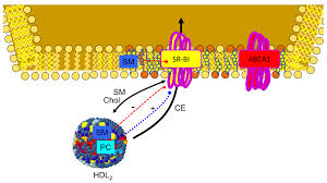 Sphingomyelin in High-Density Lipoproteins: Structural Role and Biological  Function