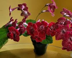 Image result for Streptocarpus umtaliensis