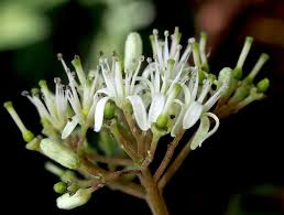 Image result for Rutaceae