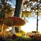 Eat More Mushrooms! How to Cook Gourmet Mushrooms event image