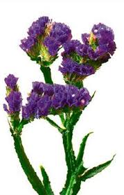 Check spelling or type a new query. Statice Is A Great Addition To Any Flower Arrangement And Also Dries Beautifully Love Using It Purple Flower Names Bright Wedding Flowers Purple Flowers