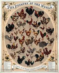 As a food term, this refers to any wild animal that is hunted and is suitable for human consumption. Poultry Wikipedia