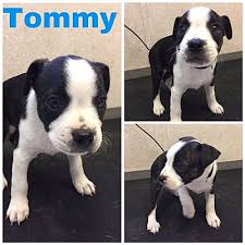 These cuties are family raised and get lots of snuggles and kisses daily from children. Denver Co Boston Terrier Meet Tommy A Pet For Adoption