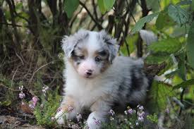 The mas is highly intelligent and biddable. Miniature Australian Shepherd Welpen Miniature Australian Shepherd Miniature American Shepherd