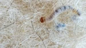 Zudem verbreiten sich einige arten von motten in der wohnung. Wie Sehen Kleidermotten Aus Eier Larven Kleidermotten Erkennen