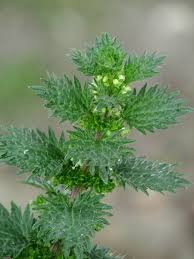 Image result for Urtica urens