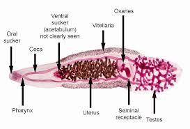 When cattle defecate in areas with adequate moisture, the miracidium are released from the egg and swim to acceptable fresh water snails which they penetrate to continue the next stage of their lifecycle. Pin On Digenea
