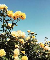 Pinterest Jordyy24 Yellow Flowers Flower Aesthetic Yellow Roses