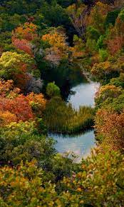 Many folks come here to see colorful leaves on these and other trees in autumn. Picasa Web Albums Andy New Lost Maples S Lost Maples State Park State Parks Scenery