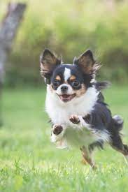 Chihuahua Dog Running On The Green Gras Chihuahua Dog Running On The Green Grass