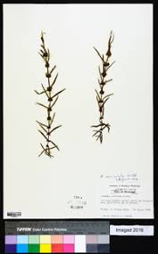 Image result for Ammannia auriculata