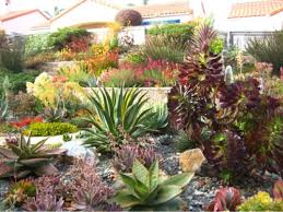 Salvias don't do well in cool weather, so be sure to plant them after chance of frost has passed. This Drought Is For Real Beautiful And Water Wise Backyards Littlehousesbigdogs