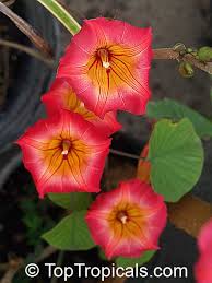 Image result for Stictocardia