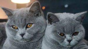 This is a sweet, calm cat who enjoys being around people. Scottish Fold Russian Blue Cat For Sale Kharita Blog