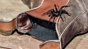Im getting a spider bite for my birthday emo kid two: I Didn T Mean To Hurt You New Research Shows Funnel Webs Don T Set Out To Kill Humans