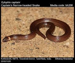 Image result for Xylopia shirensis