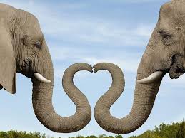 Pin By M Erickson On Animalia With Images Elephant Elephant Love Cute Animals