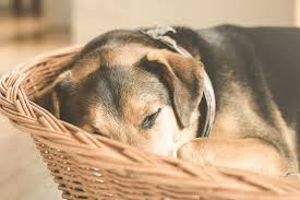 Boodschappenlijstje Wat Moet Je Kopen Als Er Een Puppy In Huis Komt Puppy Opvoeden In 2020 Slapende Hond Honden Puppy