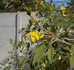 Image result for Crotalaria longithyrsa