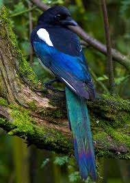 Black Bird With Two Long Tail Feathers The Blue Magpie Birds Beautiful Birds Pretty Birds