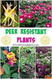 Popular animal control techniques annuals fill the garden with flowers and fragrance from early spring until fall's first frost. 35 Flowers Deer Don T Eat Ideas Deer Resistant Plants Deer Resistant Garden Planting Flowers