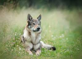 With its breeding history, this dog has had a number of names: German Shepherd Wolf Mix Is This Legendary Wolfdog Right For You Perfect Dog Breeds