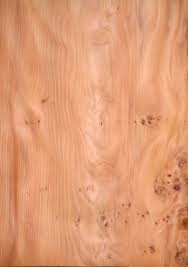 Yew Wood Yew Wood Wood Got Wood