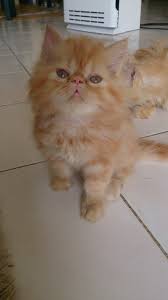 Pastinya kucing kamu dimandikan, diberikan makanan dan minuman yang bergizi untuk memenuhi kebutuhan tubuhnya, membersihkan lingkungan kucing atau. Sold Anak Kucing Parsi Untuk Dijual Bil 6 2014 Kucing Dennis Zill