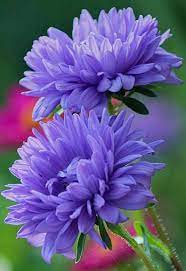 Https Www Facebook Com Xploringnature Photos A 1427357254239024 1073741828 1427276504247099 1776282752679804 Beautiful Flowers Aster Flower Amazing Flowers