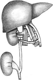 Diagram human colon, diagram human digestive system, diagram human heart, diagram human kidney, diagram human lungs, diagram human stomach, structure of human liver, inner body. En Bloc Liver Kidney Transplant Vascular Biliary And Ureter Anastomosis Download Scientific Diagram