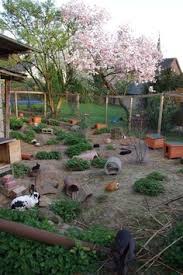 Nach Oben Offene Gehege Sichern In 2020 Meerschweinchen Gehege Kaninchengehege Kaninchen Freigehege