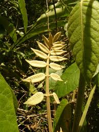 Image result for Polyscias fulva