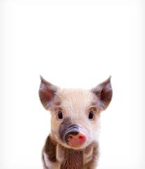 Baby Pig Print The Crown Prints Woodland Animal Nursery Decor Farm Animal Prints Nursery Baby Animals Baby Animal Prints Cute Animals Animals Cute Baby Animals Baby Animals