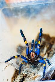 Women's black and gray metallica tube top, black tops, jean shorts. Gooty Sapphire Ornamental Poecilotheria Metallica Tarantula Friendly