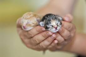Image result for kittens