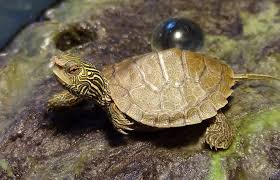 5 Cute Pet Turtles That Stay Small Forever Smallest Turtle Species Aquaticpals
