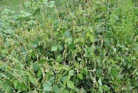 Image result for Neonotonia wightii