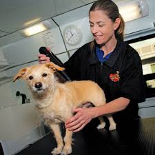 2612 lebanon pike nashville, tennessee. Aussie Pet Mobile Archives Franchise Dictionary Magazine