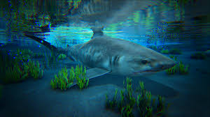 Browse 880 tiger sharks stock photos and images available, or search for great white shark or bull sharks to find more great stock photos and pictures. Tiger Shark Additional Creatures Wiki Fandom