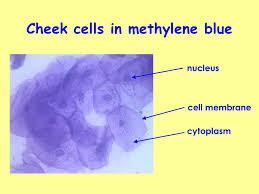 Maybe you would like to learn more about one of these? Can You Expect To See Mitochondria While Using A Light Compound Microscope Socratic