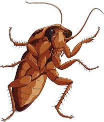 We pride ourselves in providing tailored services to fit your needs and situation. Cyclone Pest Management Home Facebook