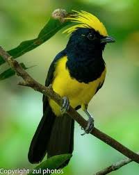 Bird With Black And Yellow Feathers Pin By Penny Villagomez On Birds Of A Feather Beautiful Birds Birds Colorful Birds
