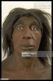 871 Neanderthal Photos and Premium High Res Pictures - Getty Images