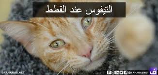 التيفوس عند القطط cats animals
