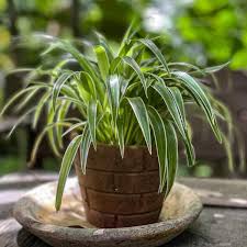 Image result for Chlorophytum lancifolium