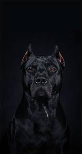 Serious Stoic One With Dramatic Lights Beautiful Dogs Mastiff Breeds Dogs