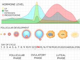 Female Menstrual Cycle Chart Menstrual Cycle Remedies For